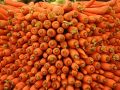 Как вырастить крупную морковь даже на бедной почве: секреты от опытных огородников