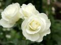Чеснок и розы: как защитить цветы без химии