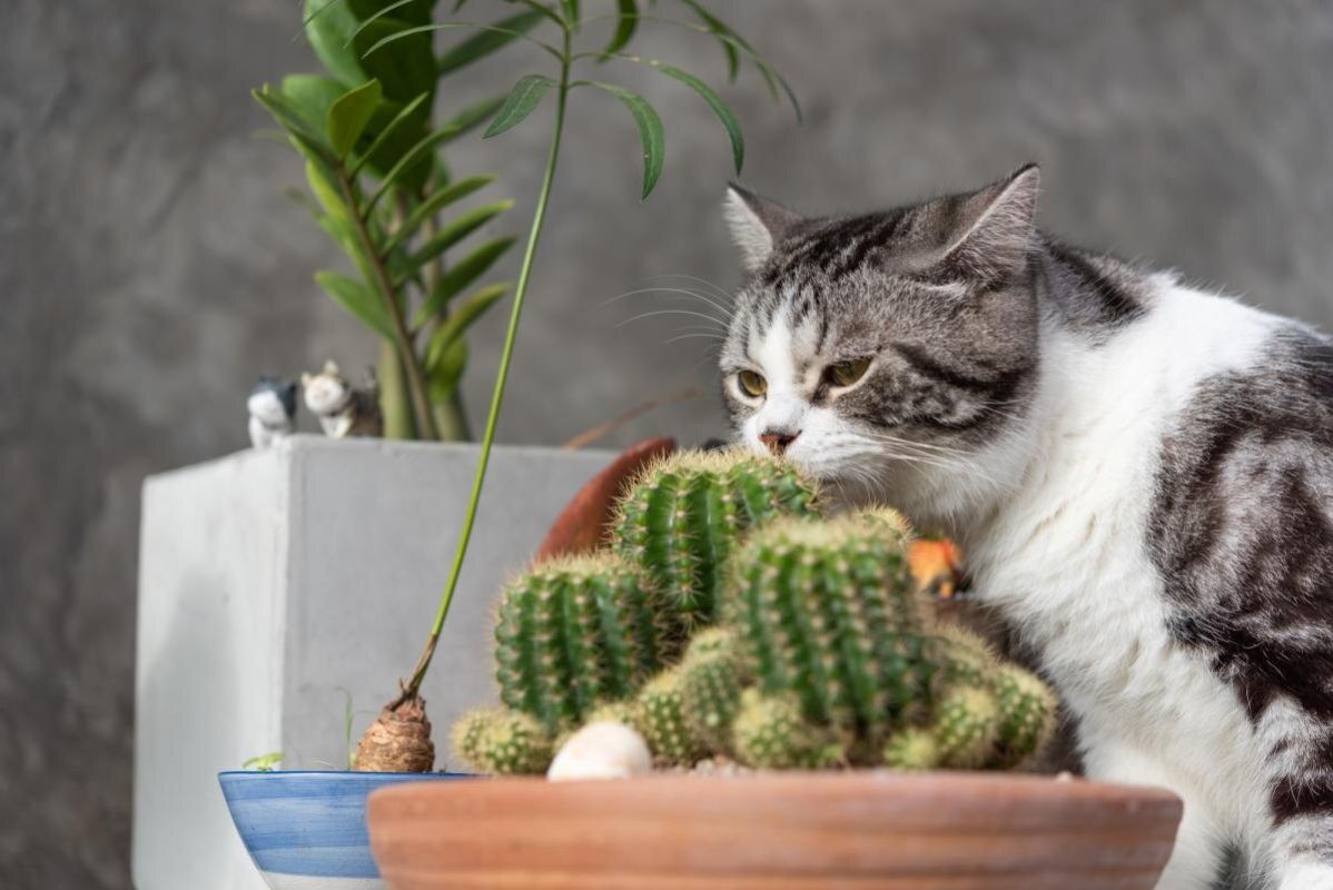 Почему коты делают странные гримасы, когда что-то нюхают?