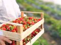 Почему август — время золотого урожая для клубники?