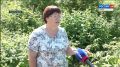 Ягодный сезон не радует: в чём причина скромного урожая смородины, малины и вишни