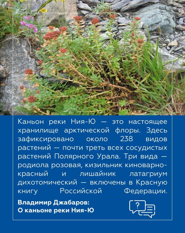 Владимир Джабаров: Каньон реки Ния-Ю — одна из самых впечатляющих и в то же время труднодоступных достопримечательностей Республики Коми Владимир Джабаров: Каньон реки Ния-Ю — одна из самых впечатляющих и в то же время труднодоступных достопримечательностей Республики Коми
