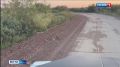 Видео из заполярной Воркуты: три веселых зайца вышли погулять прямо на проезжую часть