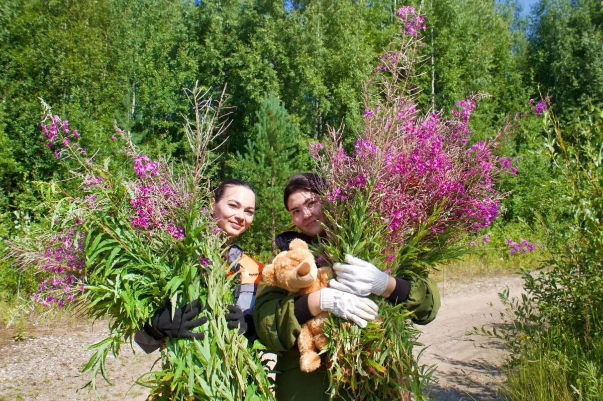 Работающая молодёжь Коми помогла подготовить лосеферму к зиме Работающая молодёжь Коми помогла подготовить лосеферму к зиме