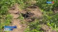В сыктывкарском местечке Яг-Кар к людям вышли дикие кабаны
