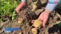 Какой сорт картофеля посадить на своих наделах?