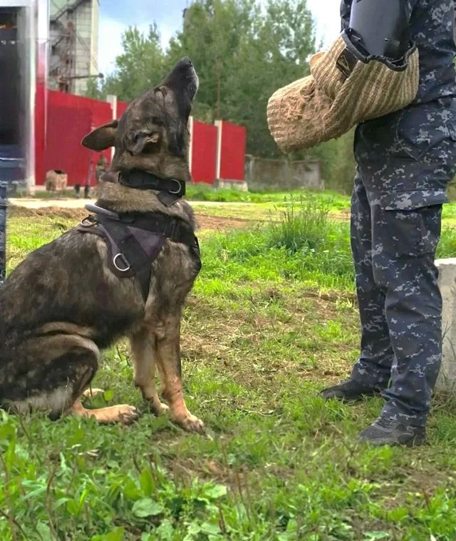 Полицейские Коми подыскивают новый дом для четвероногого напарника, вышедшего на пенсию Полицейские Коми подыскивают новый дом для четвероногого напарника, вышедшего на пенсию