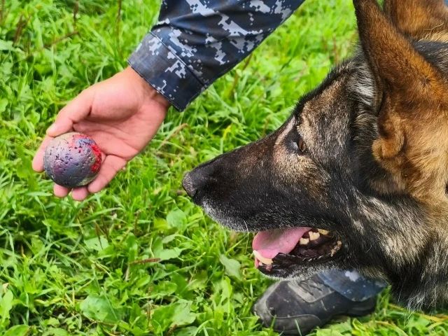Полицейские Коми подыскивают новый дом для четвероногого напарника, вышедшего на пенсию Полицейские Коми подыскивают новый дом для четвероногого напарника, вышедшего на пенсию
