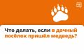 Что делать, если в дачный поселек пришел медведь?