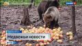 Клюква набирается сил и готовится к возвращению на родину: маленькая медведица из Усть-Куломского района с аппетитом лакомится яблоками
