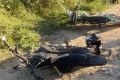 Дед ответит за подарок внуку
