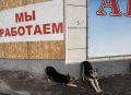 В Вуктыле вынесен приговор по уголовному делу о халатности при организации работы по отлову и содержанию безнадзорных животных