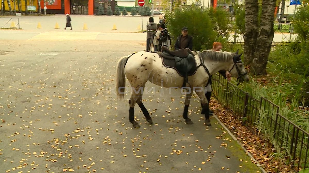 Довольно необычно: директор Республиканской ветеринарной лаборатории Нина Оплеснина прискакала на избирательный участок в Выльгорте на лошади Довольно необычно: директор Республиканской ветеринарной лаборатории Нина Оплеснина прискакала на избирательный участок в Выльгорте на лошади