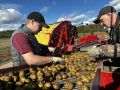 В Коми идёт уборка картофеля и овощей