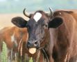 Жалобы жителей оперативно отрабатываются на местах