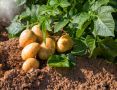 В Коми собрали треть всего урожая картофеля