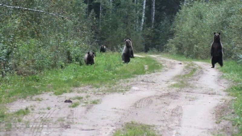 В Усть-Вымском районе участились случаи выхода медведей прямо к жилым домам