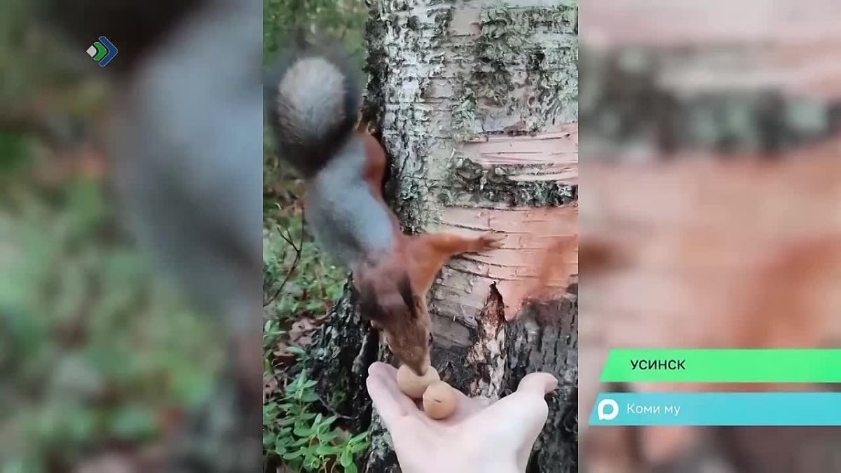 Житель Усинска поделился в соцсетях видео, где на кадрах белки выхватывают из рук орешки