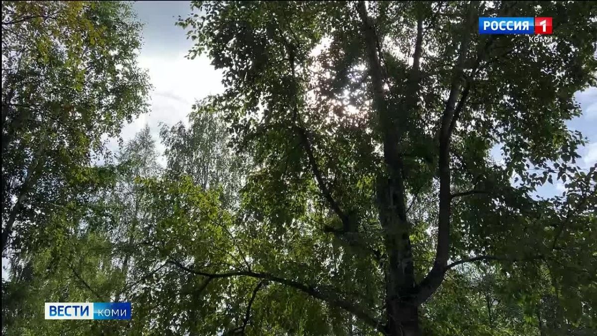 Синоптики подвели метеорологические итоги августа в Коми