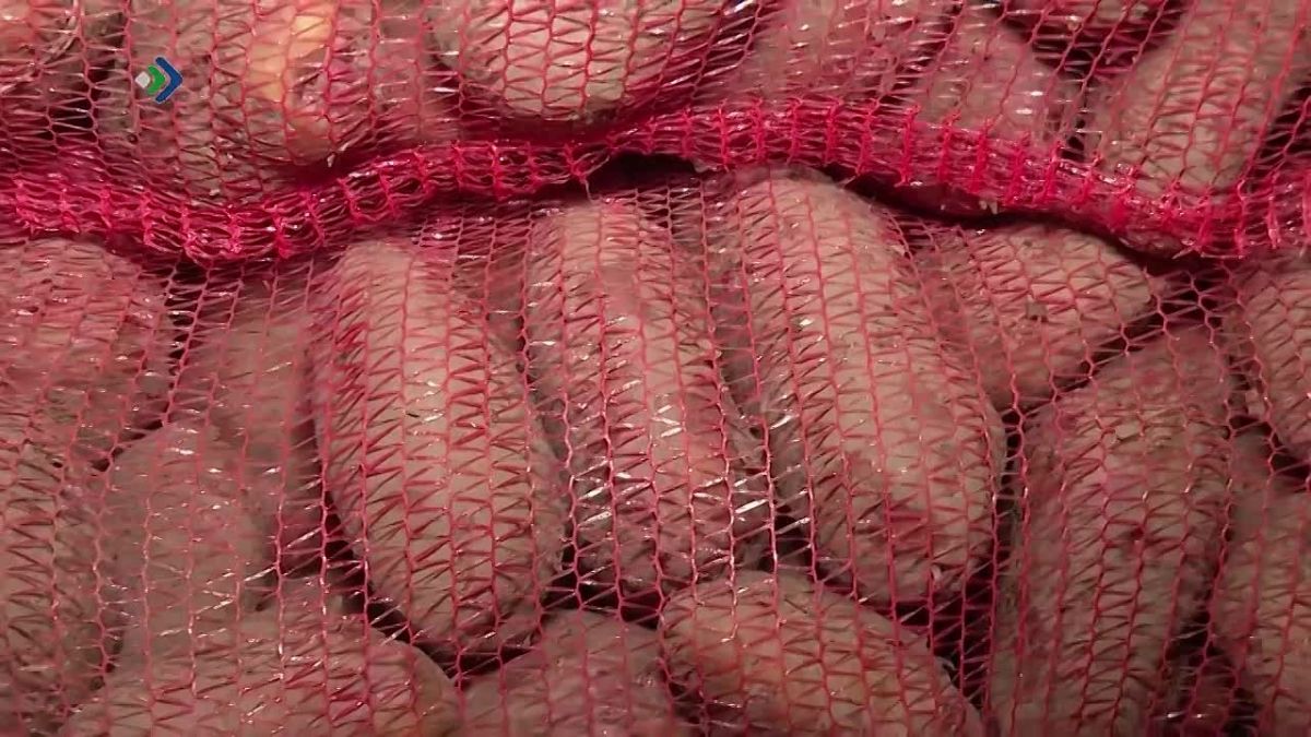 В сыктывкарском хозяйстве закончили сбор картофеля