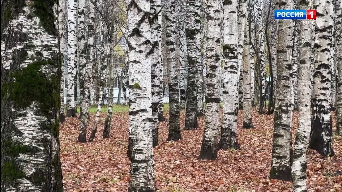По прогнозам синоптиков, в субботу и воскресенье в отдельных районах пройдут дожди