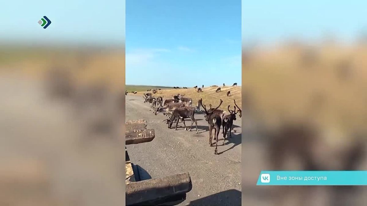 В заполярной тундре путешественникам перекрыло дорогу настоящее оленье царство